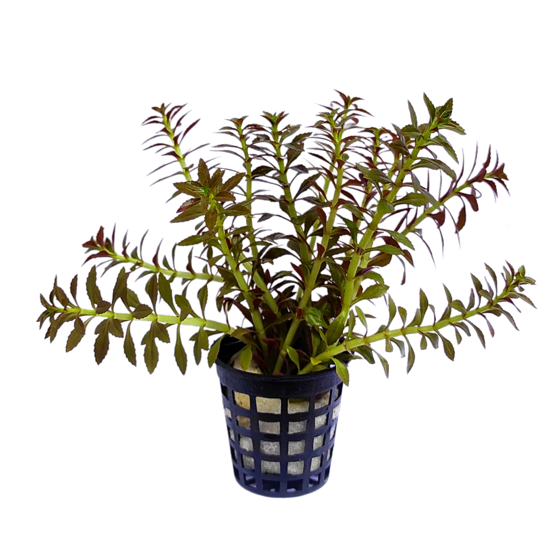 Limnophila Aromatica Mini (large pot)