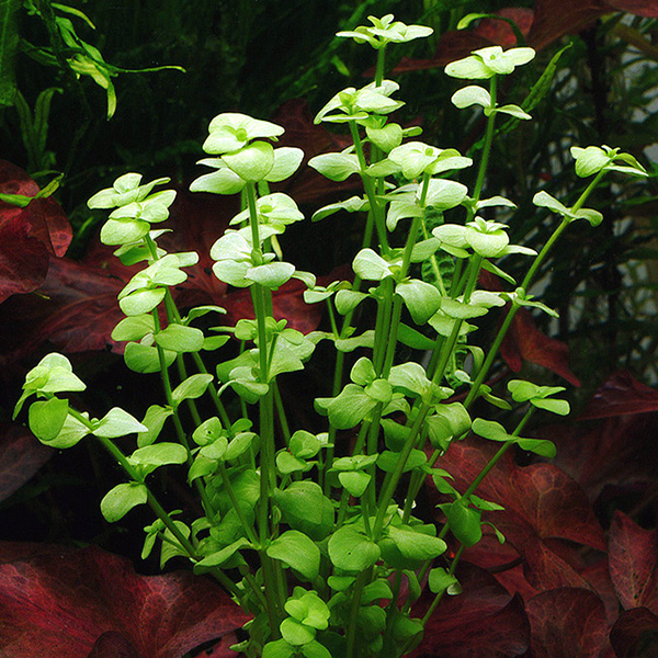Bacopa australius (pot) - Image 2