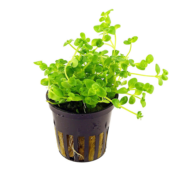 Bacopa australius (pot)