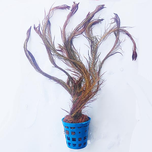 Rotala wallichii 'Mexicana'/ Copper red walichii (large pot)