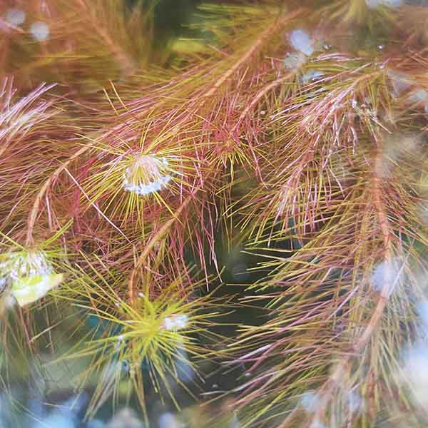 Rotala wallichii 'Mexicana'/ Copper red walichii (large pot) - Image 3