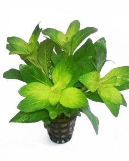 Staurogyne spatulata (large pot)