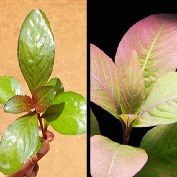 Hygrophila Sp. Quadrivalvis "Apple Red" (1 stem)