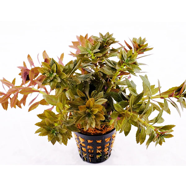 Limnophila Aromatica Mini (large pot) - Image 2