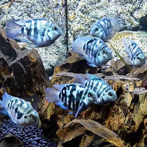 Polar blue parrot fish (4 pieces)