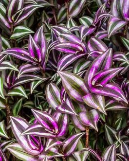 Wandering Jew/ Tradescantia zebrina (single plant)