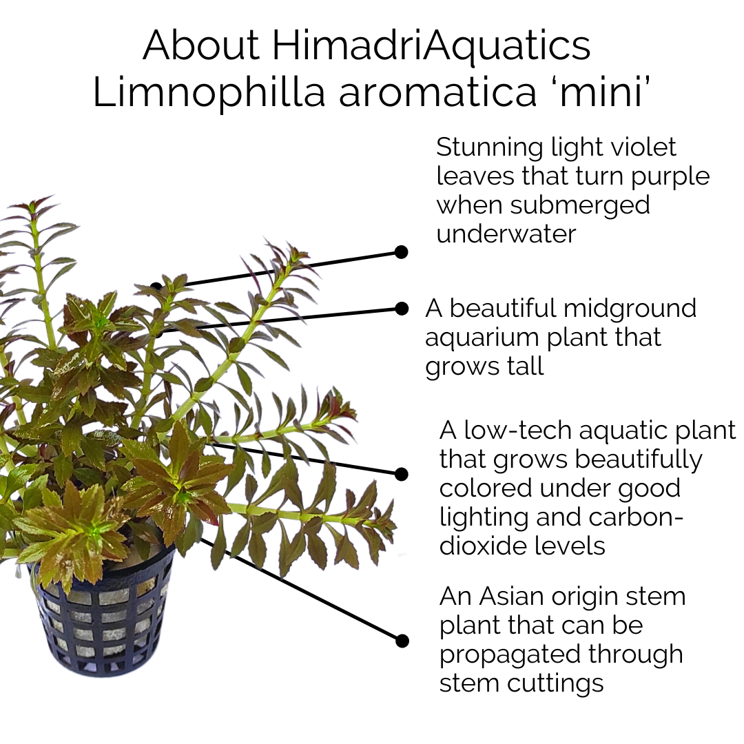 Limnophila Aromatica Mini (large pot) - Image 9