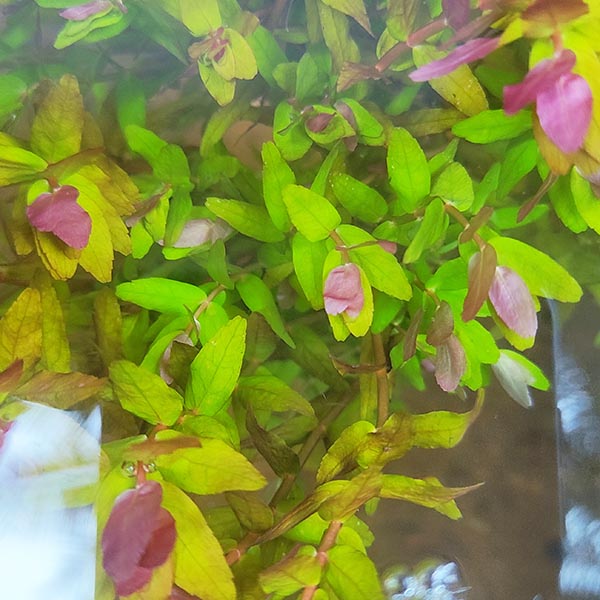 Rotala sp mini Gold (large pot) - Image 2