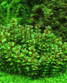 Ammannia sp. ‘bonsai’ (large pot)