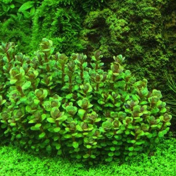 Ammannia sp. 'bonsai' (large pot)