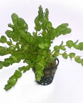 Rotala Rotundifolia “Twilight” (large pot)