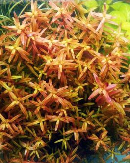 Rotala Rotundifolia “Twilight” (6 stems)
