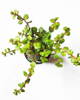 Rotala sp Assam (large pot)