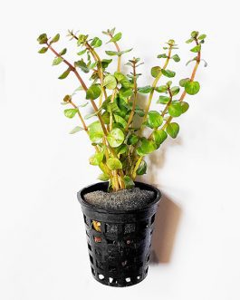 Rotala sp Assam (large pot)