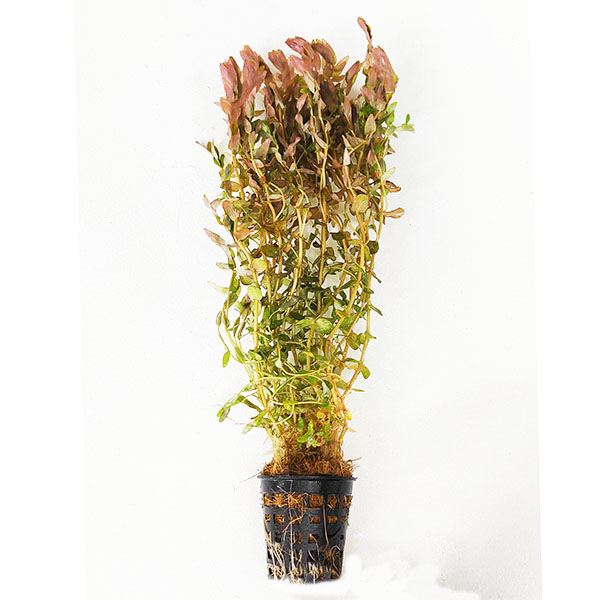 Rotala sp mini Gold (large pot)