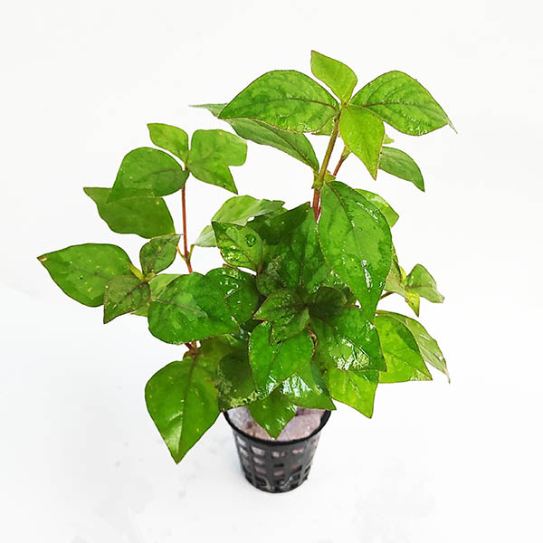 Hemigraphis sp. green (Large Pot)