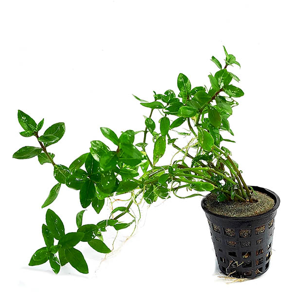 Staurogyne sp Brown (3 stems)