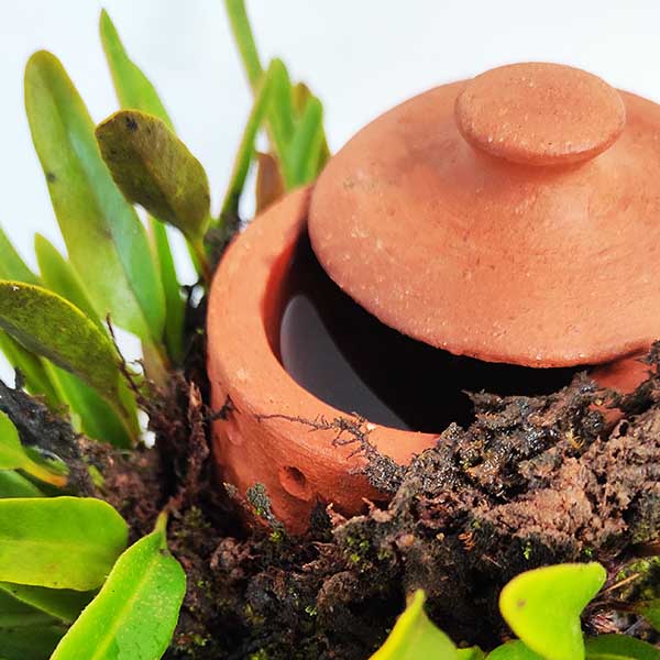 Himadri terraplanter (Medium size) - Image 4