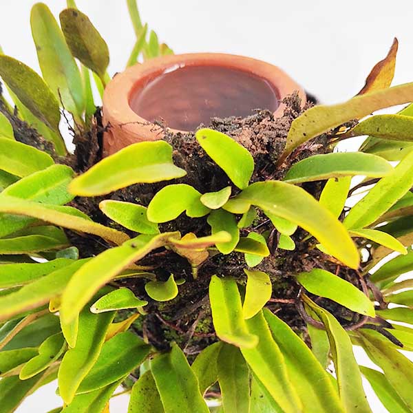 Himadri terraplanter (Medium size) - Image 2