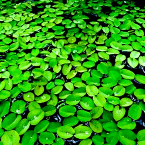 Salvinia natans/ floating fern/floating watermoss/water butterfly wings (1 bunch)