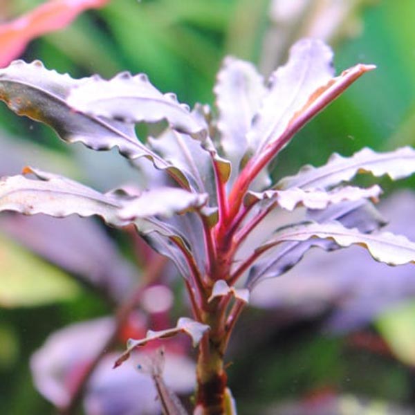 Bucephalandra pink martini (pot) - Image 2