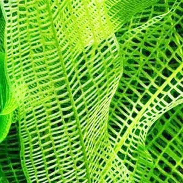 Madagascar lace plant/ Aponogeton Madagascarensis (single plant) - Image 2