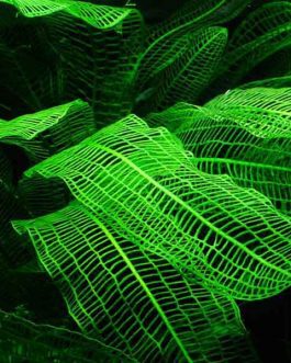 Madagascar lace plant/ Aponogeton Madagascarensis (single plant)