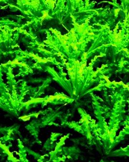 Pogostemon helferi (Pot)