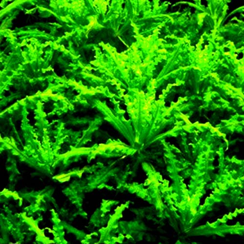 Pogostemon helferi (Pot)