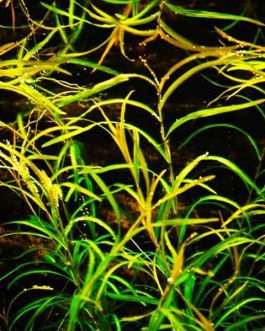 Potamogeton gayi (3 stem cuttings)