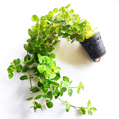 Japanese cress/ Cardamine lyrata (large pot)