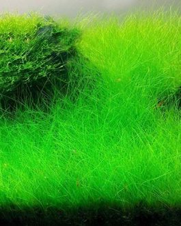 Japanese Dwarf Hairgrass/  Eleocharis Parvula 'Japanese' (1 bunch)
