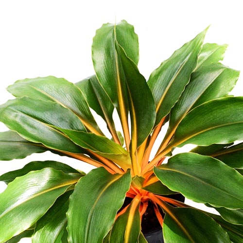 Chlorophytum orchidastrum fire flash/ Orange spider plant/ Mandarin spider plant (large plant)