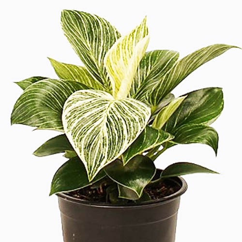 Philodendron Birkin (Large single plant)