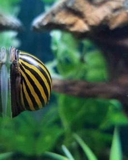 Zebra nerrite snail (5 nos)