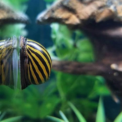 Zebra nerrite snail (5 nos) - Image 2