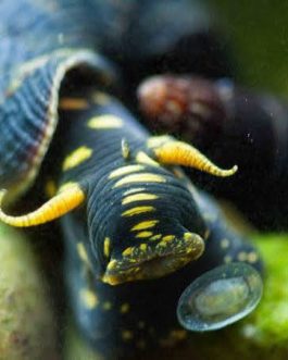 Yellow Spotted Rabbit snail (3 nos)