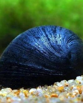 Military Helmet snail (5 nos)