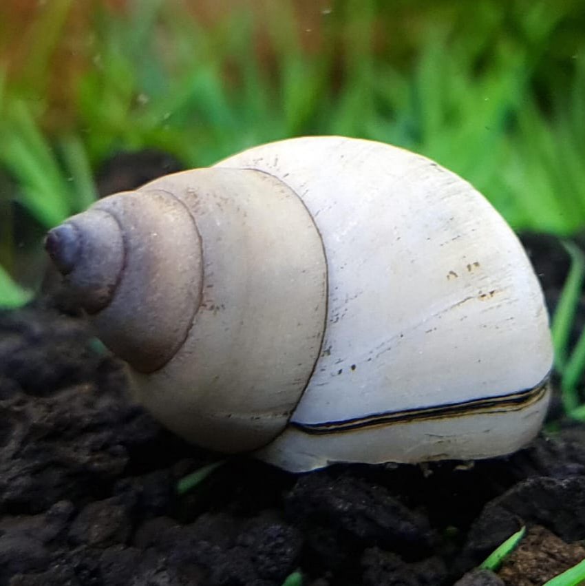 White Wizard snail (5 nos)