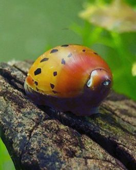 Snail Combo (zebra nerite, spotted nerite, miilitary helmet, Assasin, malaysian trumpet, white wizard, white brotia herculea)