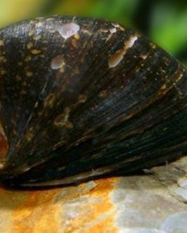Red Lip Nerite snail (5 nos)