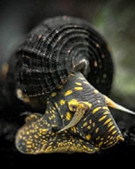 Golden Spotted Rabbit snail (3 nos)