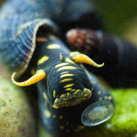 Rabbit Snail Combo (Golden spotted, Yellow spotted, Posco orange) (3 pcs) - Image 5