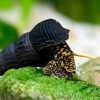 Rabbit Snail Combo (Golden spotted, Yellow spotted, Posco orange) (3 pcs) - Image 3