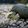 Rabbit Snail Combo (Golden spotted, Yellow spotted, Posco orange) (3 pcs)