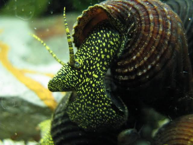 Rabbit Snail Combo (Golden spotted, Yellow spotted, Posco orange) (3 pcs) - Image 4