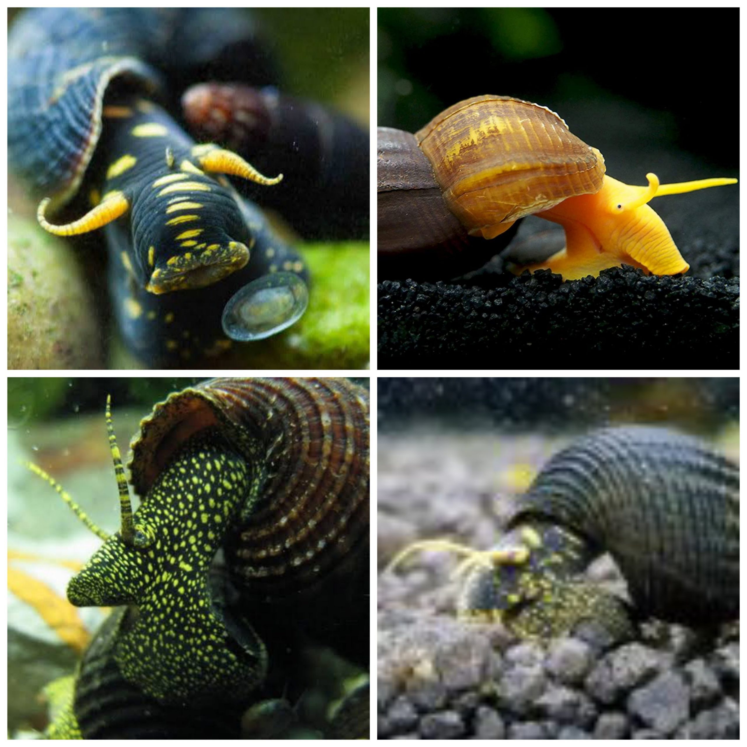Rabbit Snail Combo (Golden spotted, Yellow spotted, Posco orange) (3 pcs)
