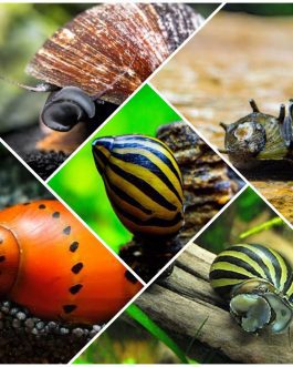 Nerite Snail Combo (Red Lip, Hair Thorn, Spotted, Zebra) (4 snails)