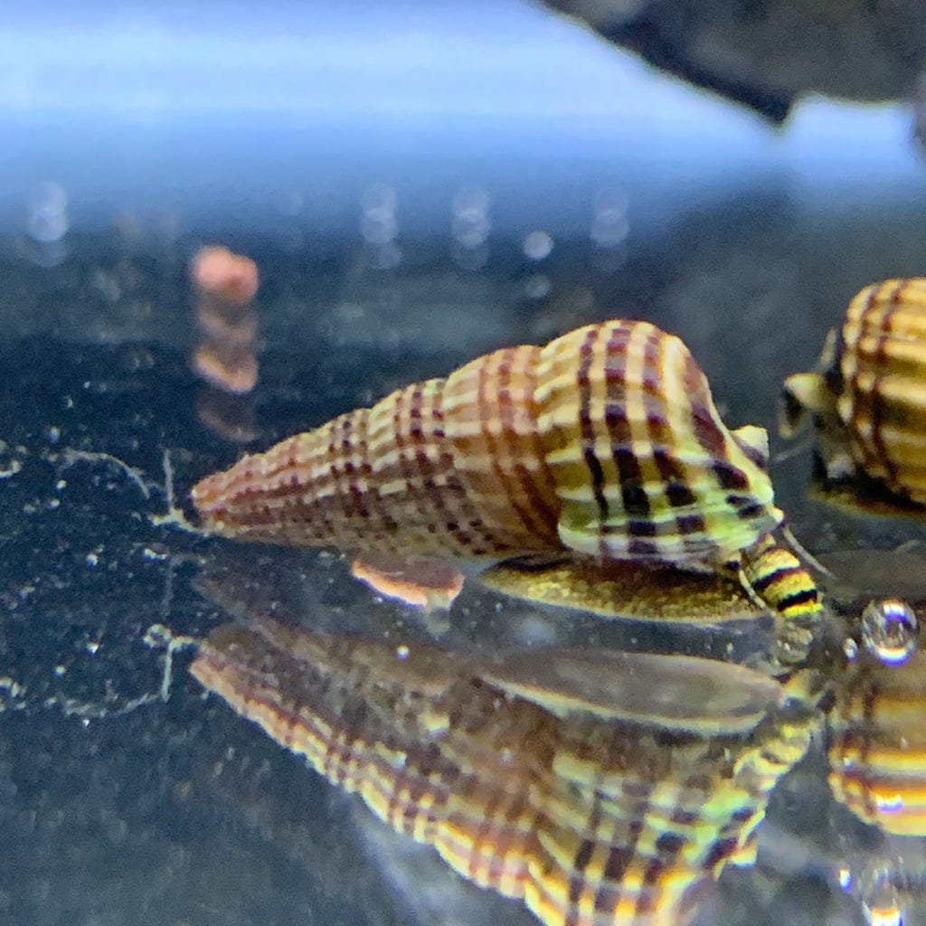 King sulawesi rabbit snail 5 pcs - Image 2
