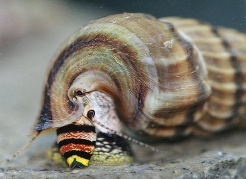 King sulawesi rabbit snail 5 pcs